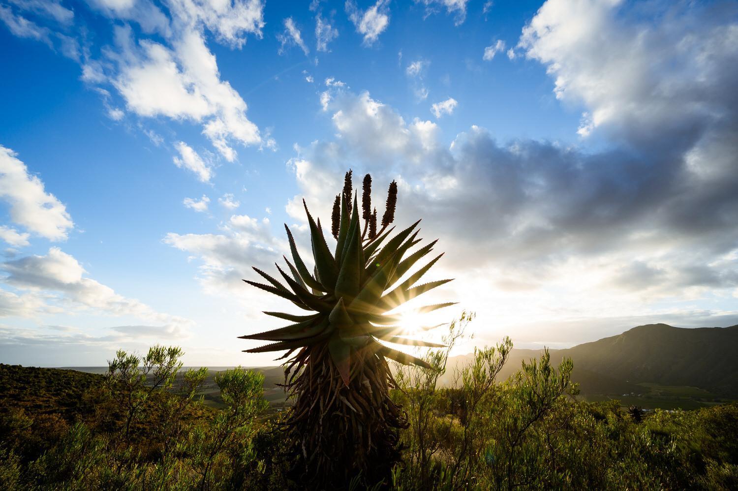 Le Petit Karoo Ranch Bed & Breakfast Oudtshoorn Ngoại thất bức ảnh
